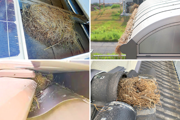 軒先や雨樋、棟瓦の中などお住まいのわずかな隙間に作られてしまった鳥の巣
